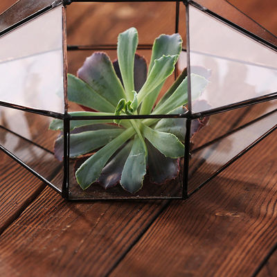 Vase en verre clair en forme de diamant, vases géométriques durables en verre de mini-serre fournisseur